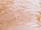 Beige Mongolian Sheepskin