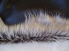 Brown Nappa Finish Toscana Sheepskin