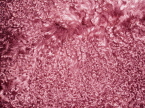 Deep Pink Mongolian Sheepskin