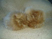 Honey Toscana Shearling Cuffs