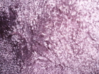 Lilac Mongolian Sheepskin
