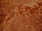 Tan Mongolian Sheepskin